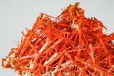 Bright Orange Crocoite Crystal Cluster - Tasmania #182740-1
